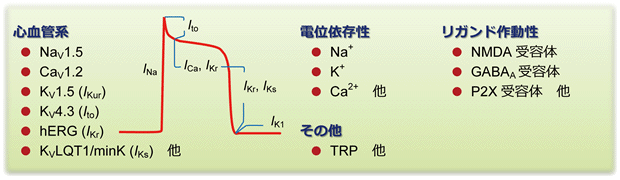 薬物安全性試験センター