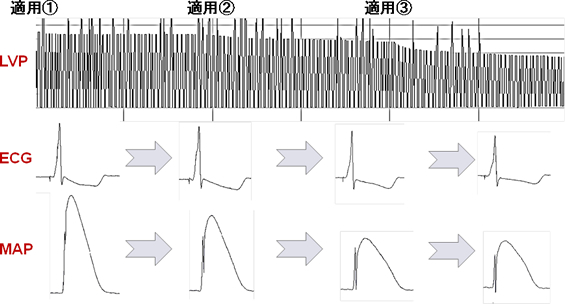 ランゲンドルフ型灌流心